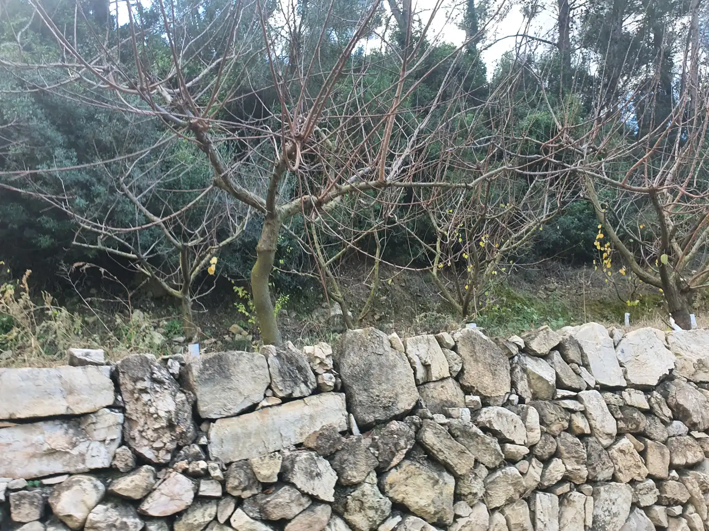 Terreno rústico en venta en Benifallet, imagen 12