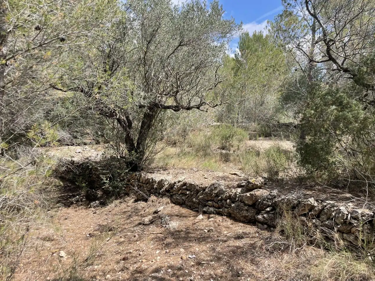 Terreni e lotti in vendita a barrera