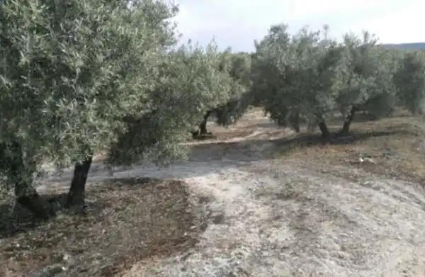 Terreni e lotti in vendita a Valdeastillas - Fuentezuelas, imagen 3
