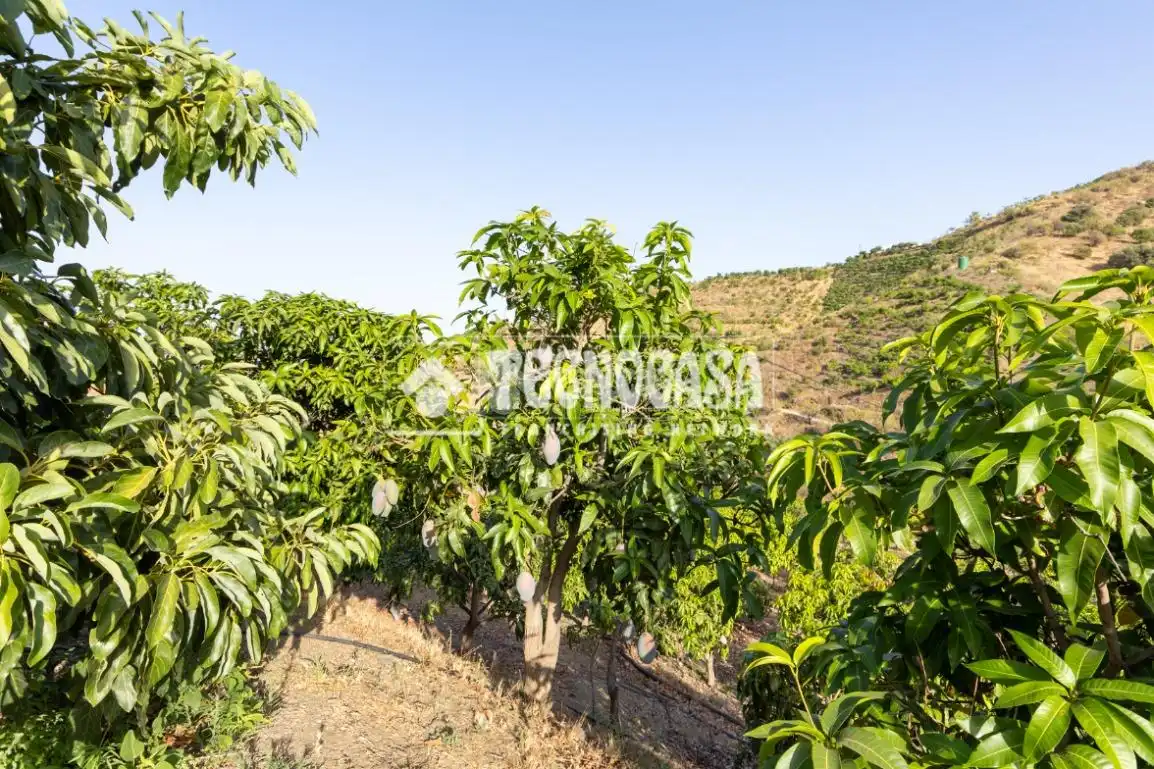 Terreny rústic en venda a Vélez-Málaga ciudad, imagen 4