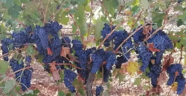 Terreno en Venta en CM-3102 en Las Mesas