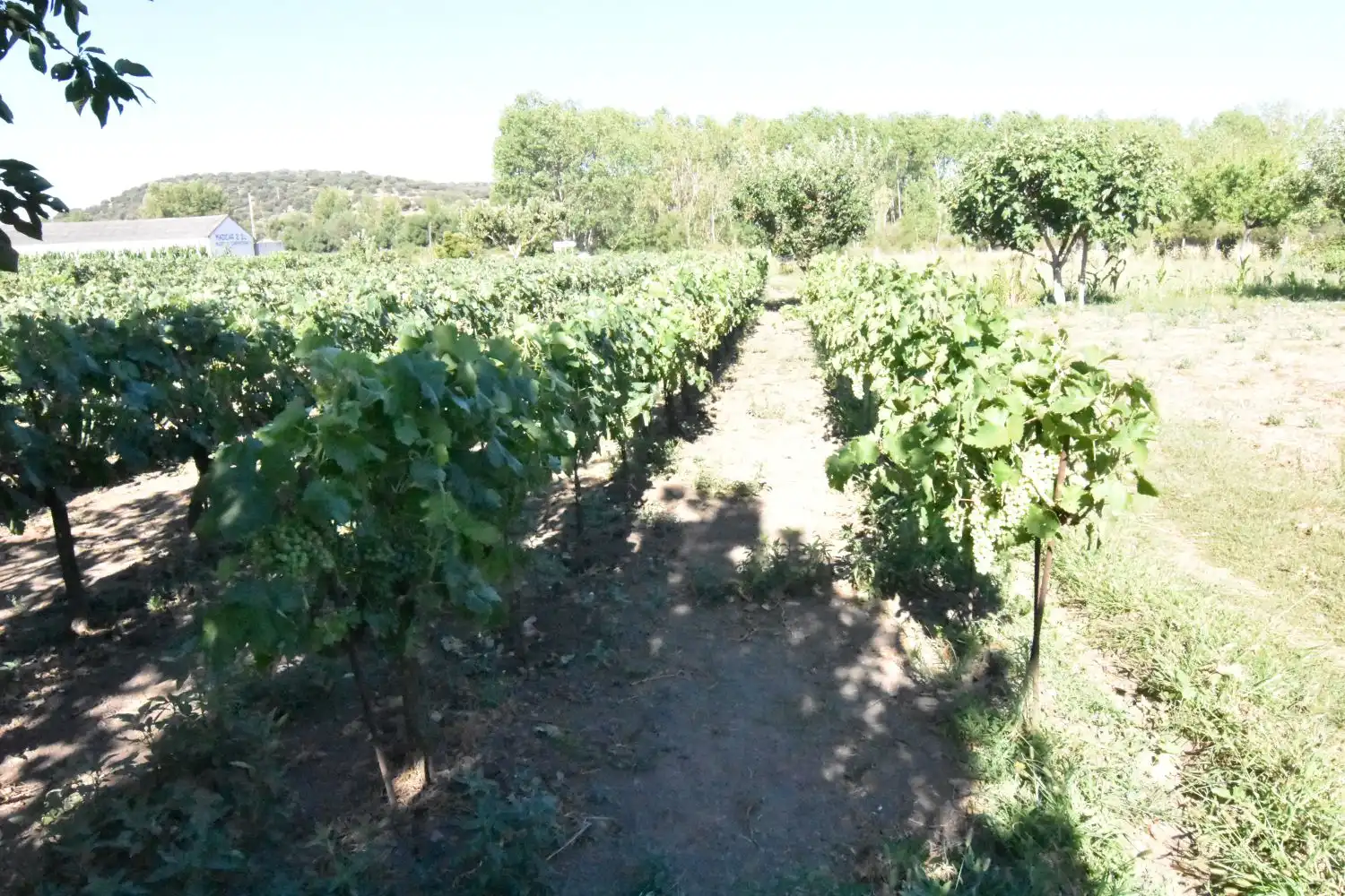 Finca rústica en venta en Ciudad Rodrigo