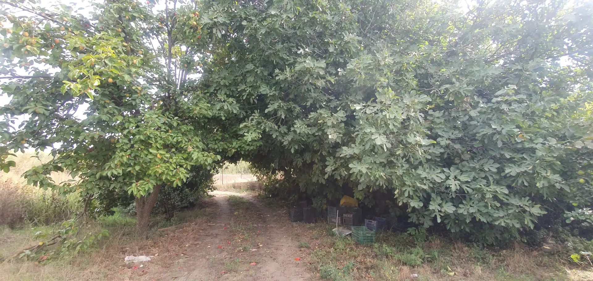 Rustikales Grundstück zum Verkauf in Carretera Benalúa 20, imagen 21
