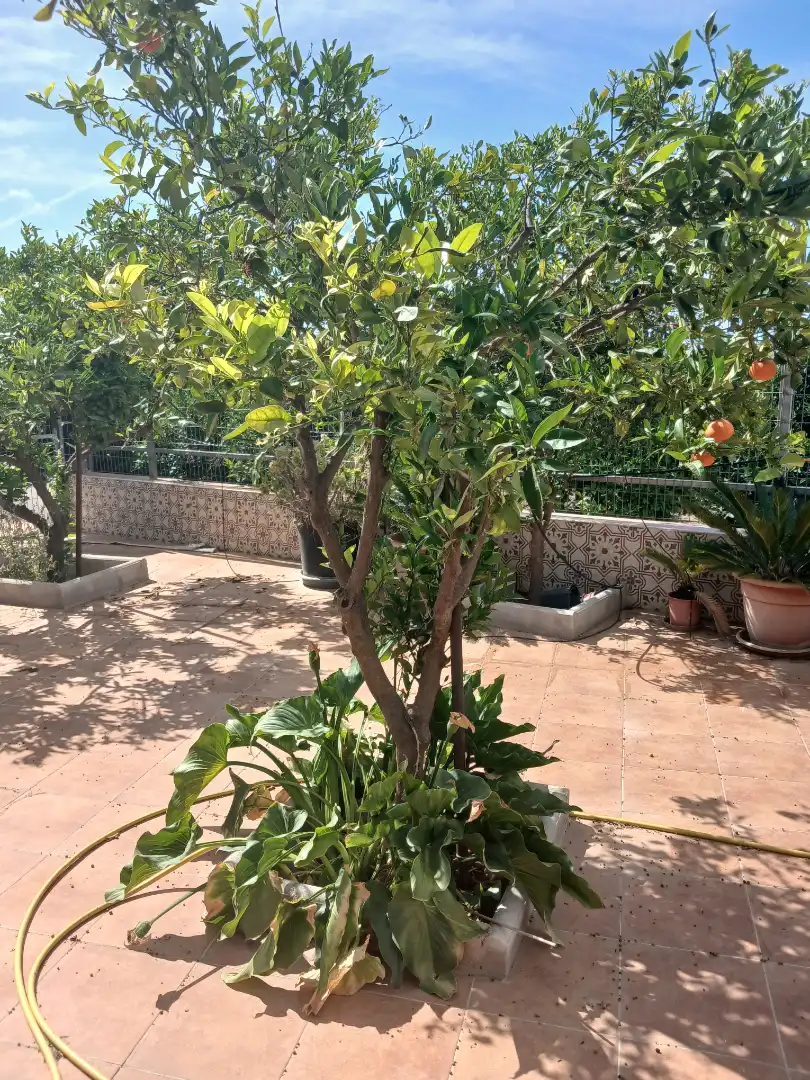 Terrace of Detached homes for sale in Dalías  with Air Conditioner, Terrace and Swimming Pool