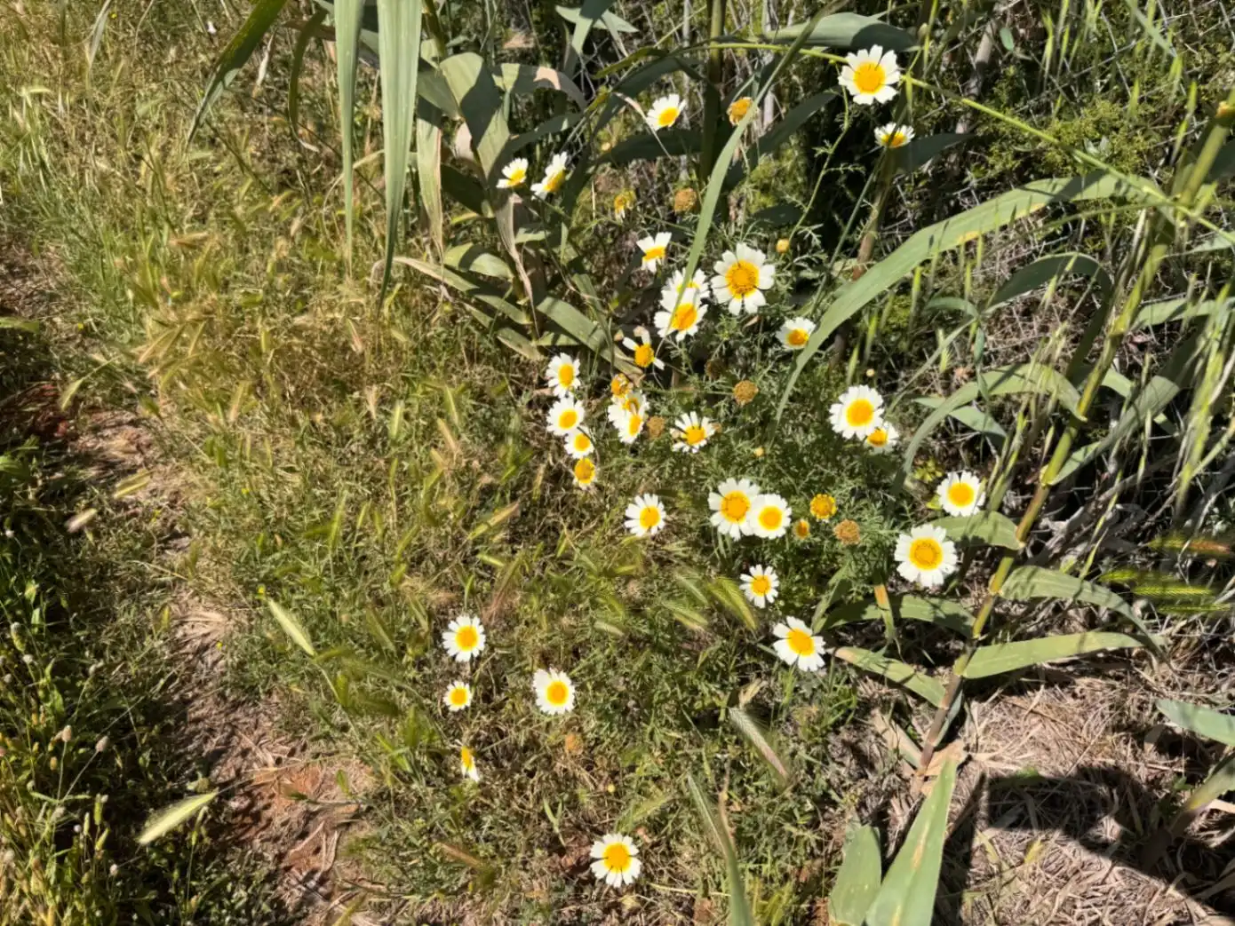 Jardí de Residencial en venda en Benissa