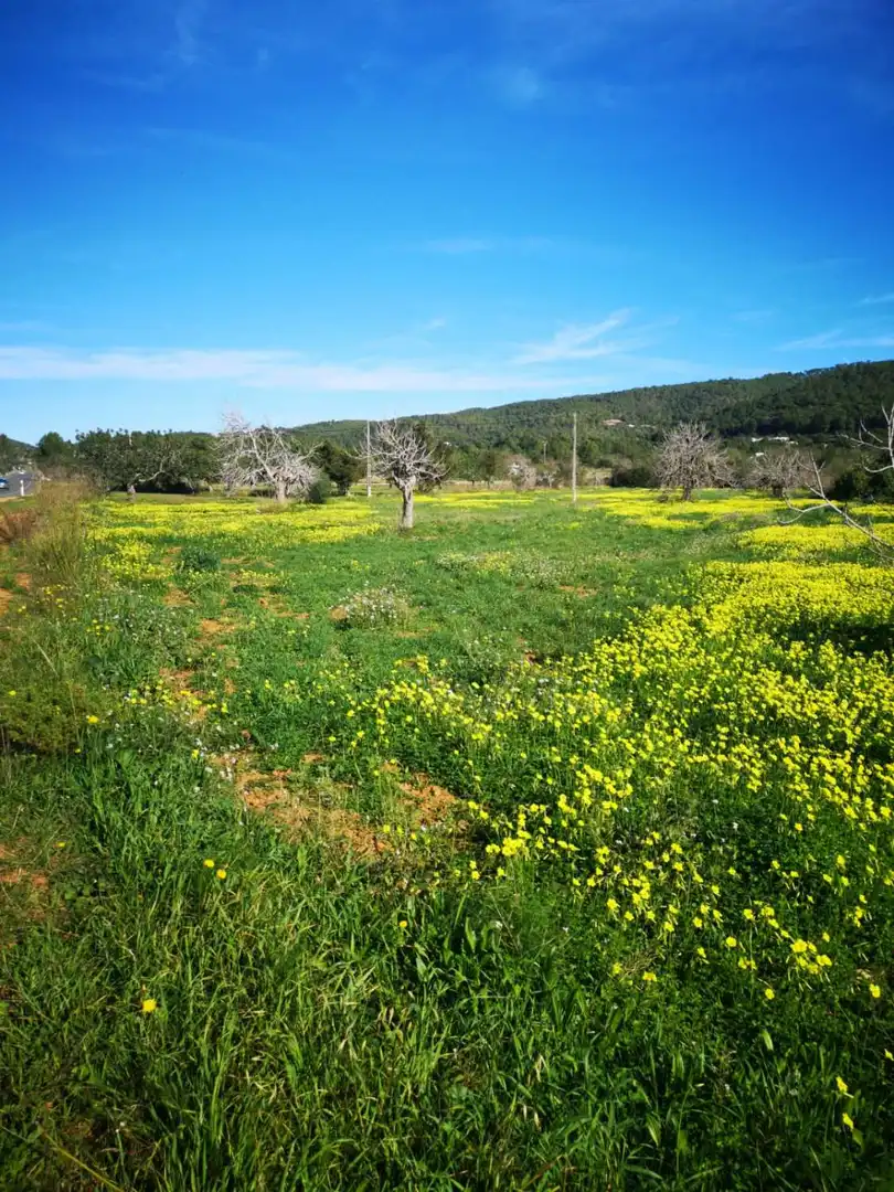 Terrenys i solars en venda a Sant Joan de Labritja, imagen 3