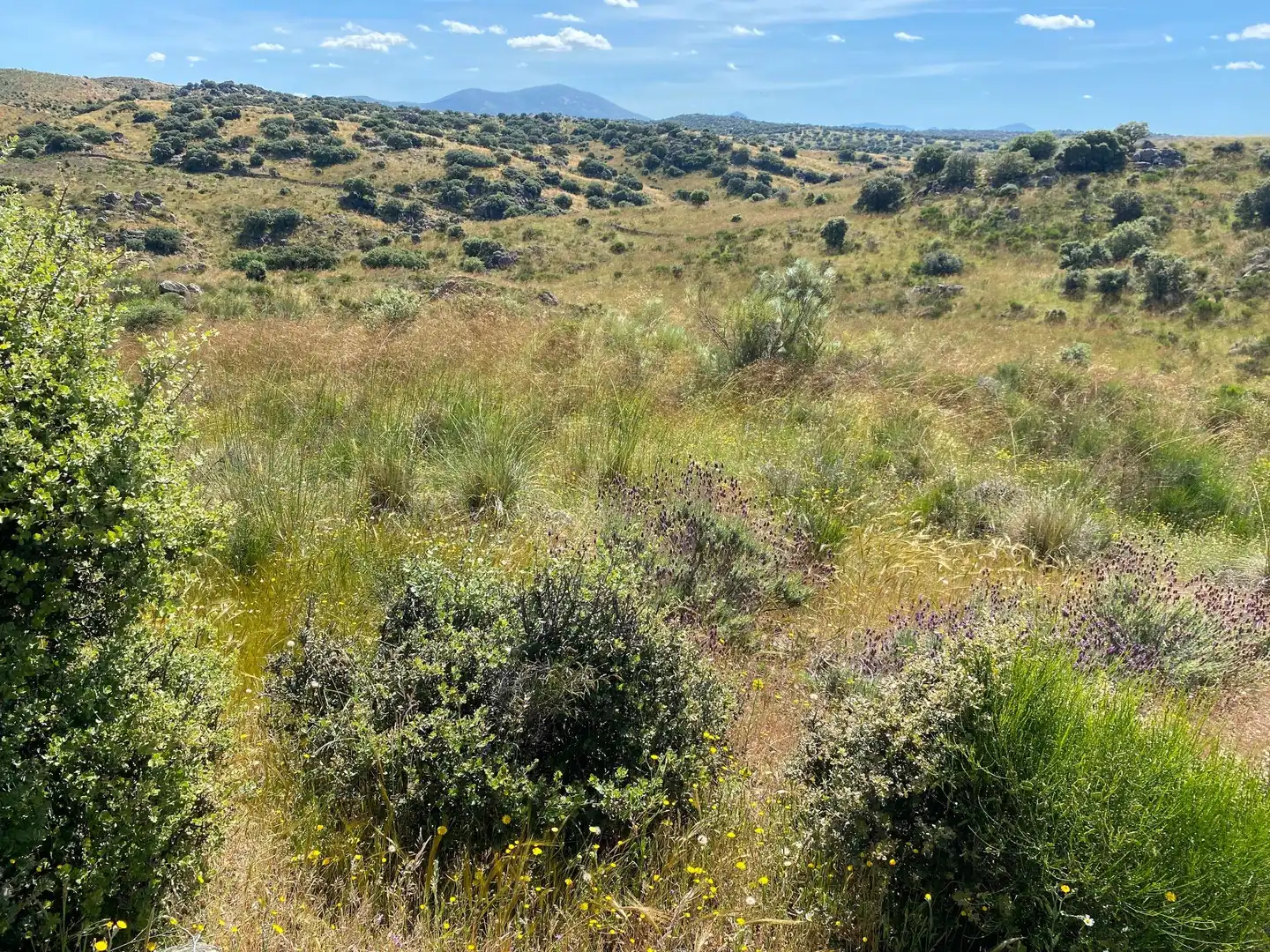 Terreni e lotti in vendita a Villar del Pedroso, imagen 38