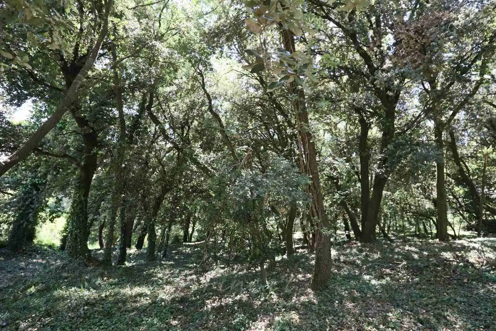 Residential land for sale in Carrer la Caseta 2, imagen 5
