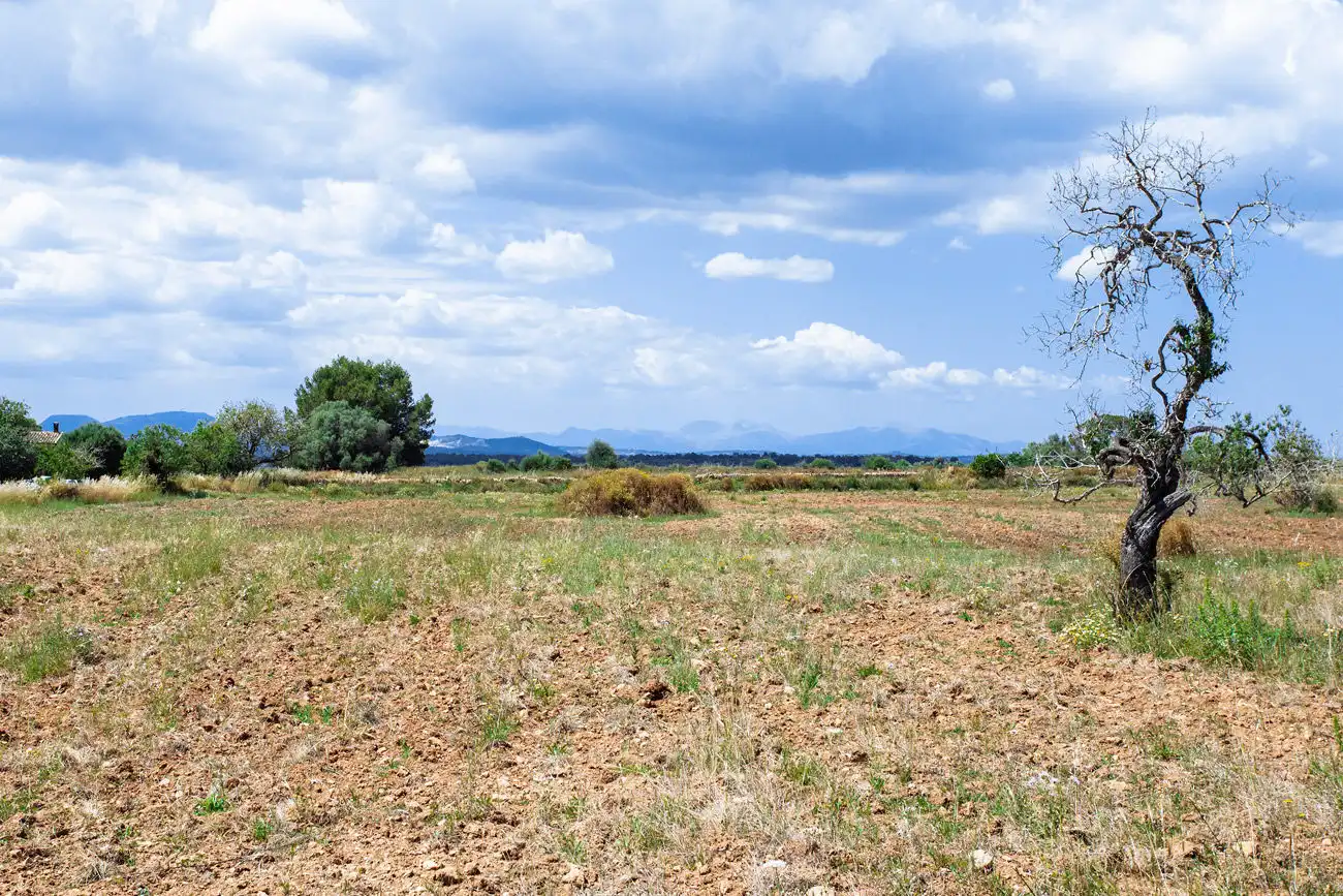 Terrenys i solars en venda a Felanitx Poble, imagen 22