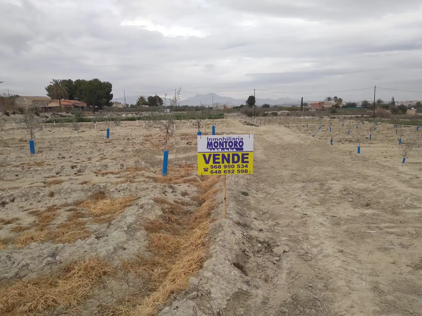 Terreny rústic en venda a Camino de la Almazara 226, imagen 3