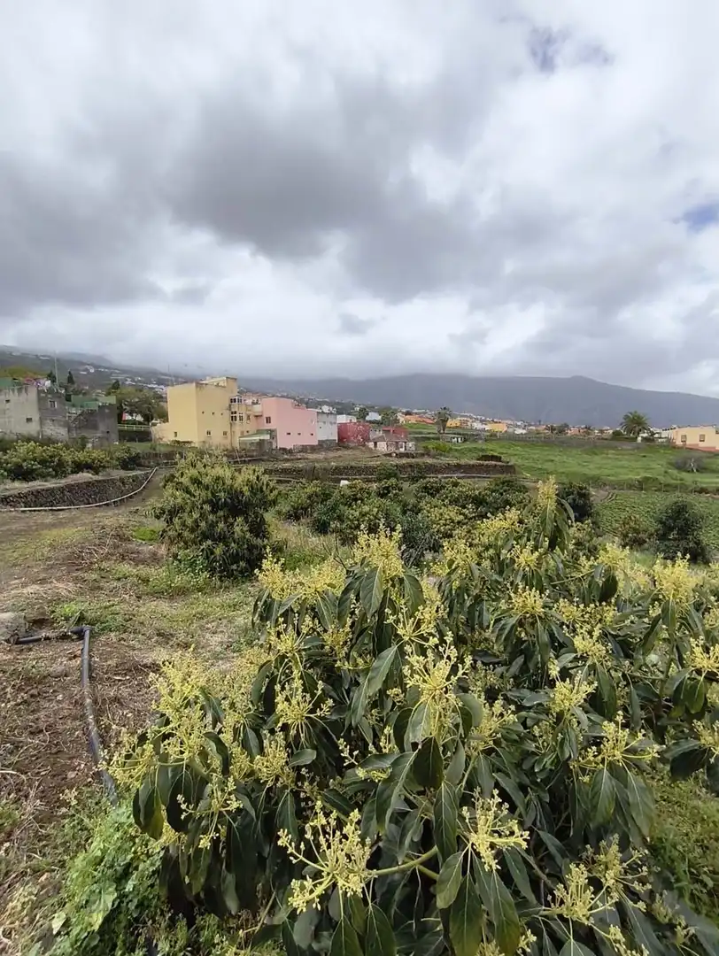 Terrain rustique à vendre à La Perdoma - San Antonio - Benijos, imagen 6