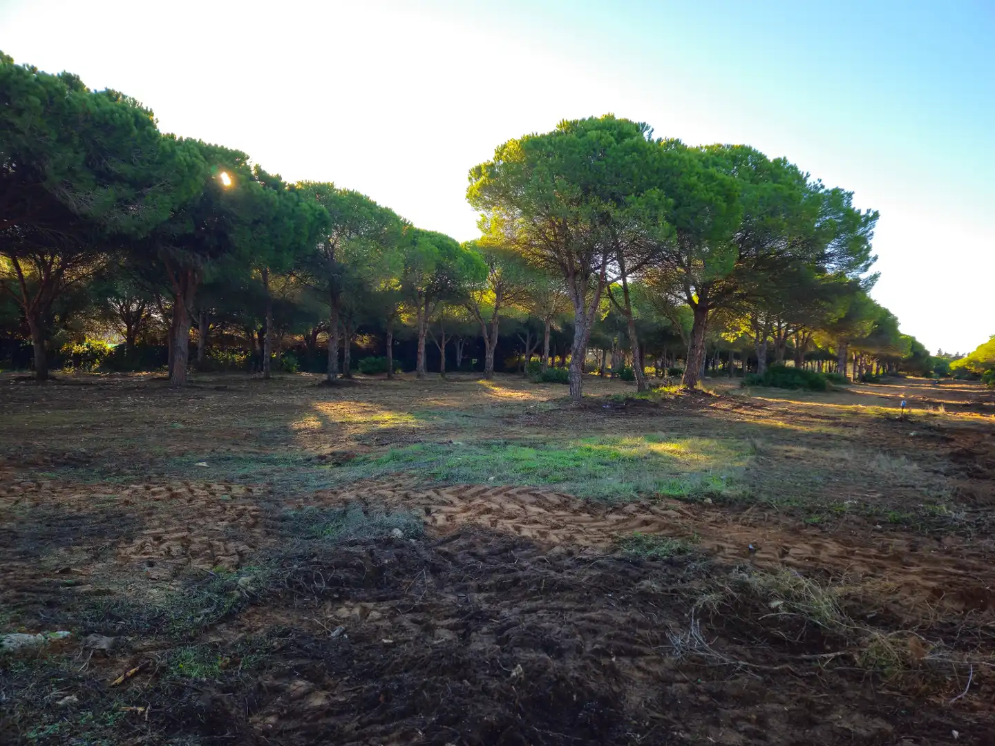 Terreny rústic en venda a Las Lagunas - Campano, imagen 4