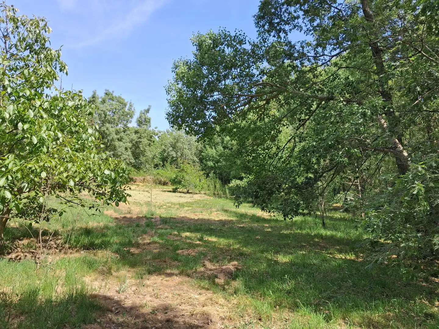 Rural land for sale in Calle del Concejo, imagen 16