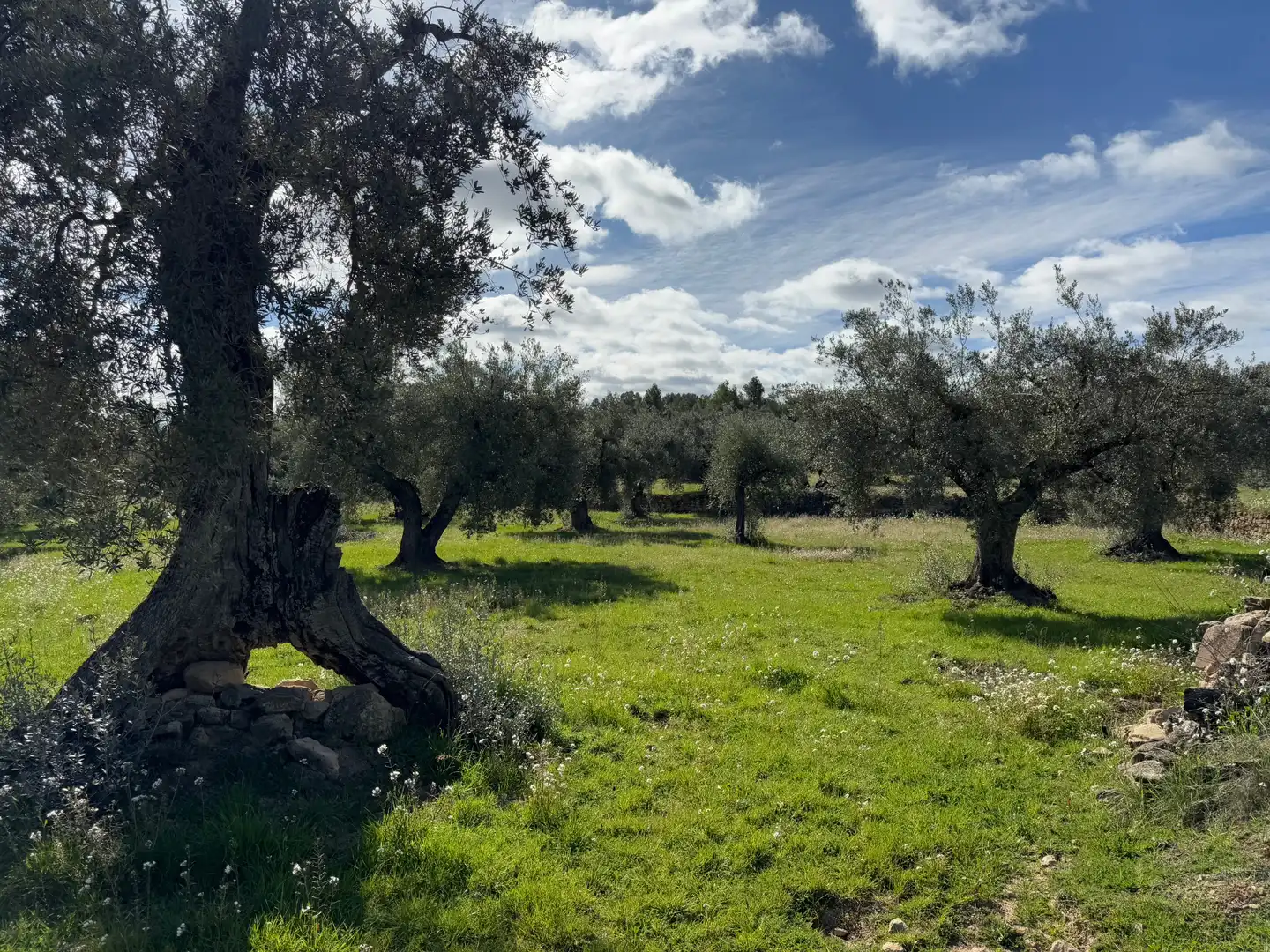 Terreni e lotti in vendita a Valderrobres, imagen 19