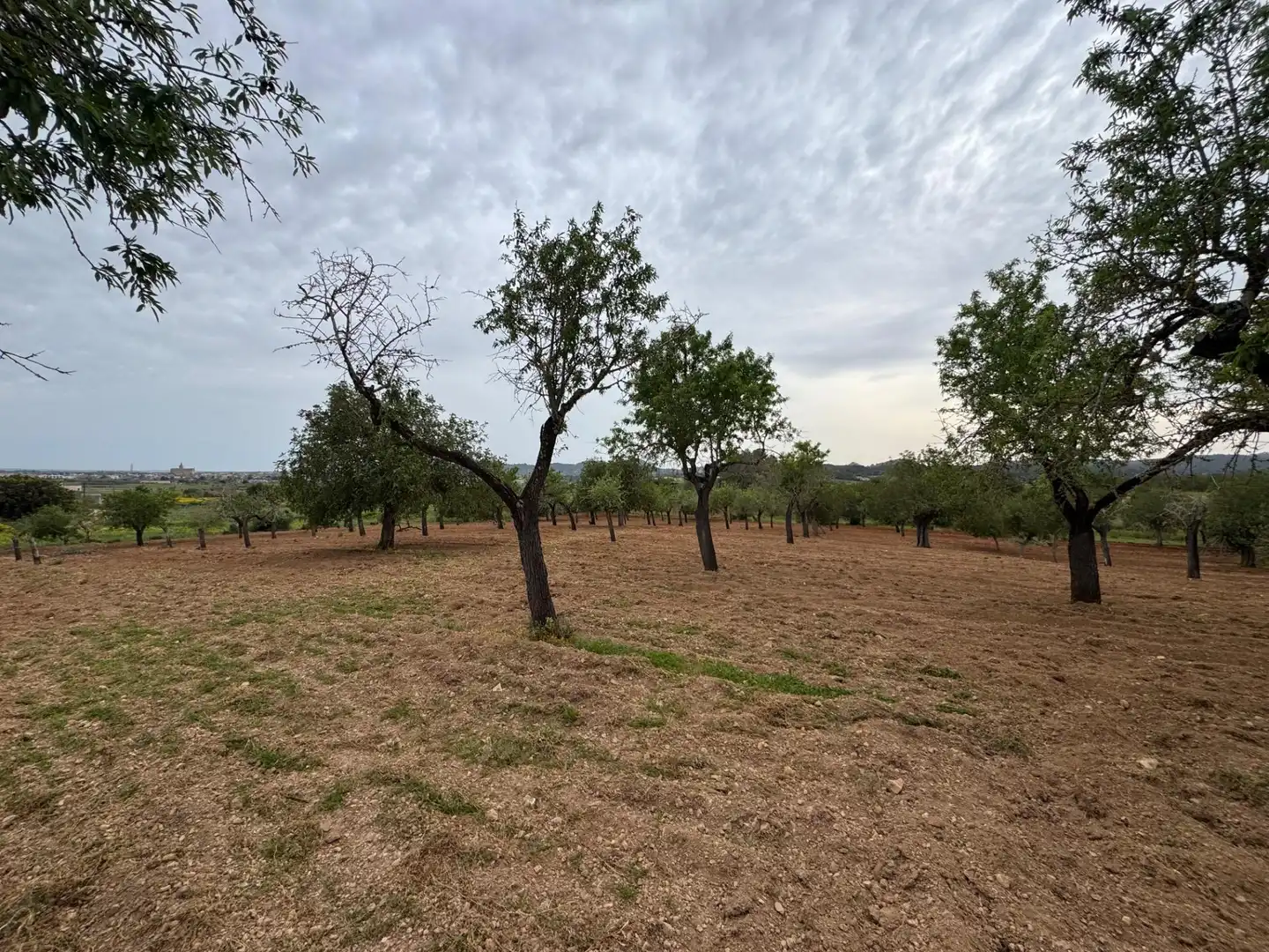 Rustikales Grundstück zum Verkauf in Camino Camí Vell de Porreres 2, imagen 13