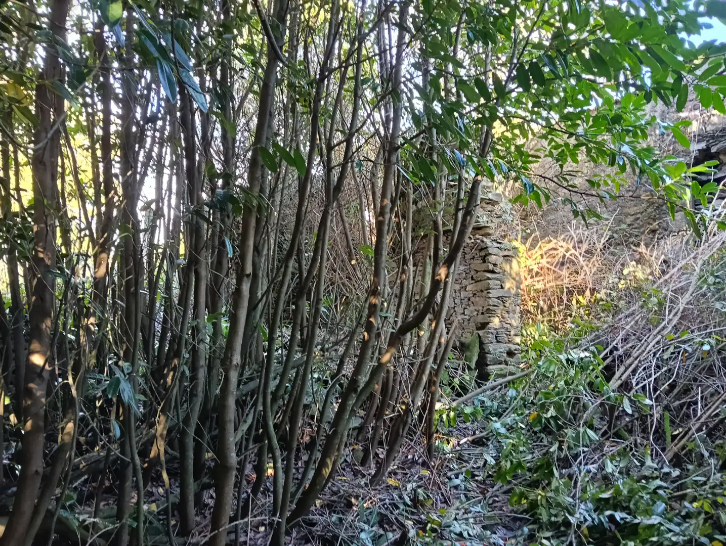 Adossat amb jardí en venda a Cesuras, imagen 6