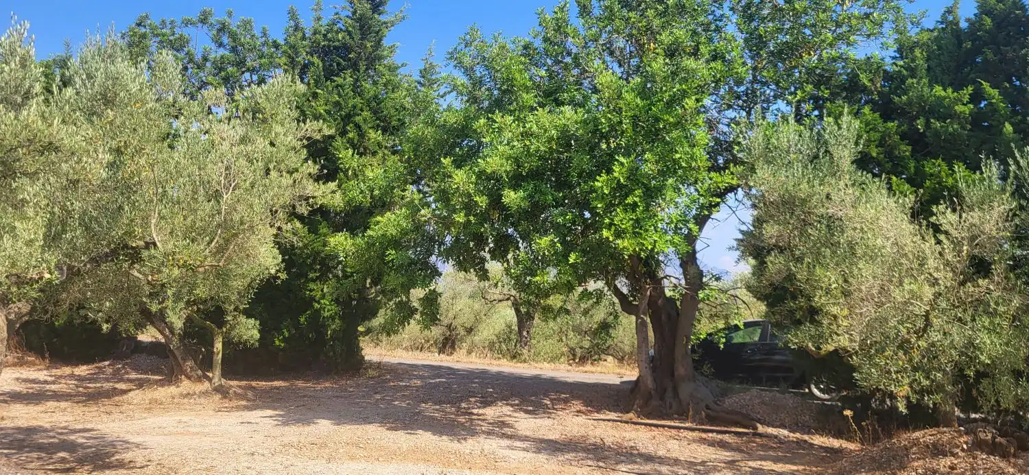 Finca rústica en venta en Mas de Barberans