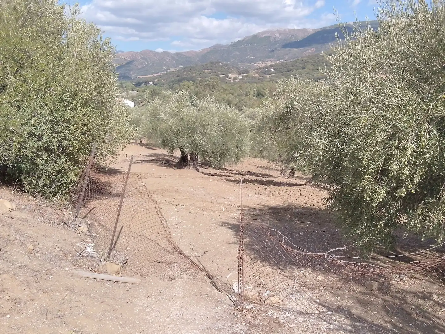 Terrain rustique à vendre à Cortes de la Frontera, imagen 42