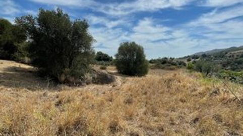 Terreno con olivos en venta en Guaro, immagine 5
