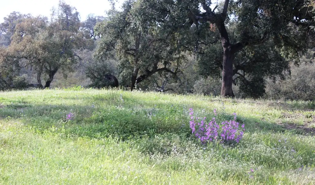 Terreni e lotti in vendita a Santa Olalla del Cala, imagen 34