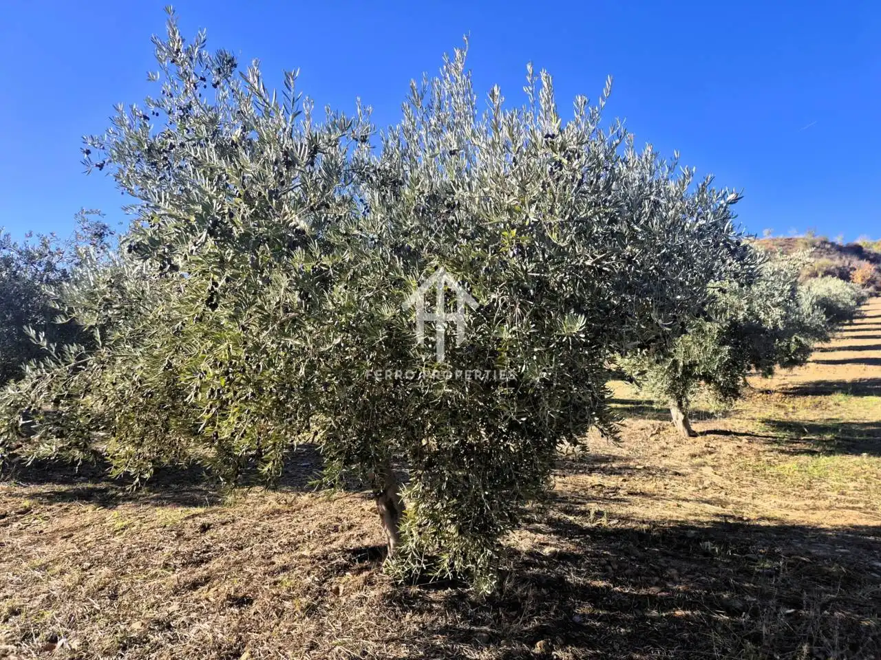 Lands and plots for sale in Lanteira, imagen 8