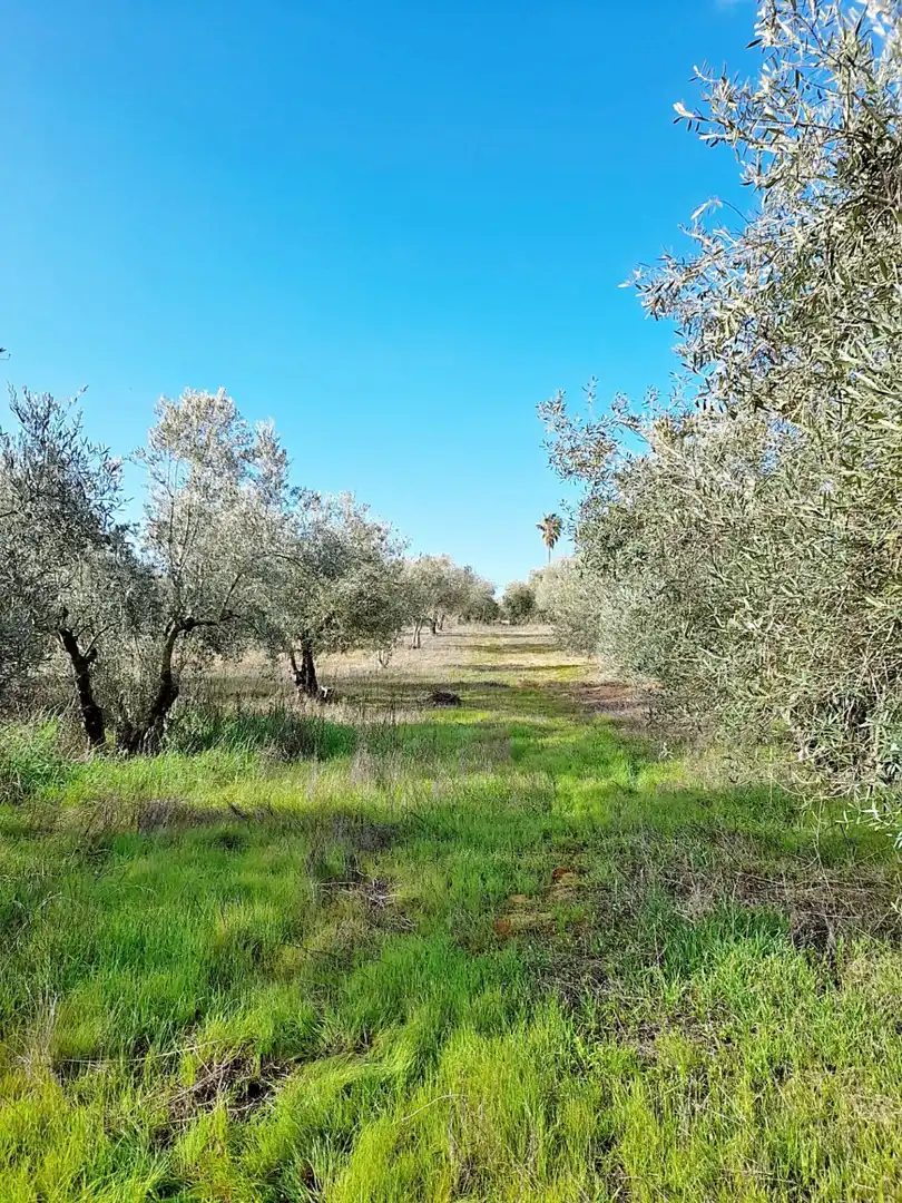 Terreni e lotti in vendita a El Retiro - Parque Atlántico - Ronda este, imagen 11