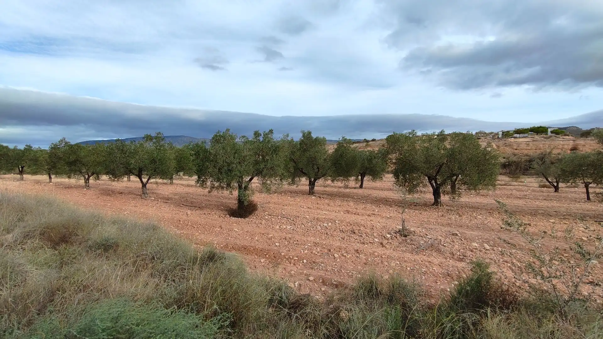 Rural land for sale in Monóvar  / Monòver, imagen 3