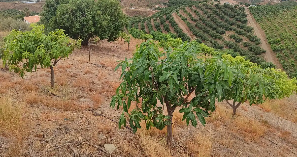 Finca rústica en venta en Vélez-Málaga con Jardín privado, Terraza y Piscina