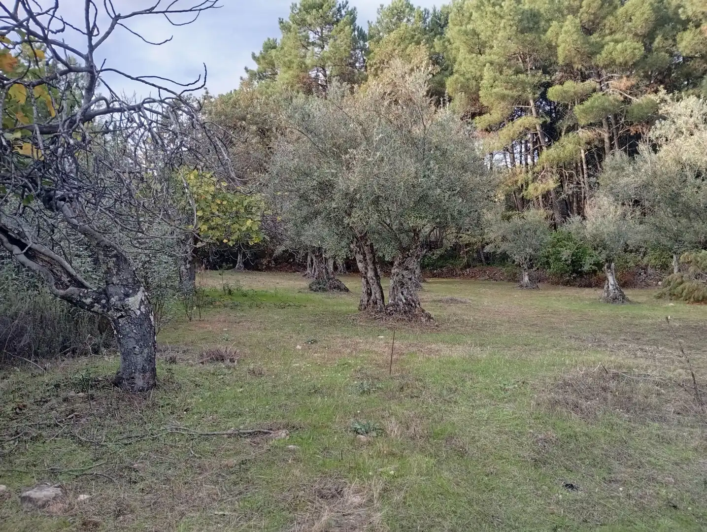 Terreni e lotti in vendita a Villanueva de la Vera, imagen 20