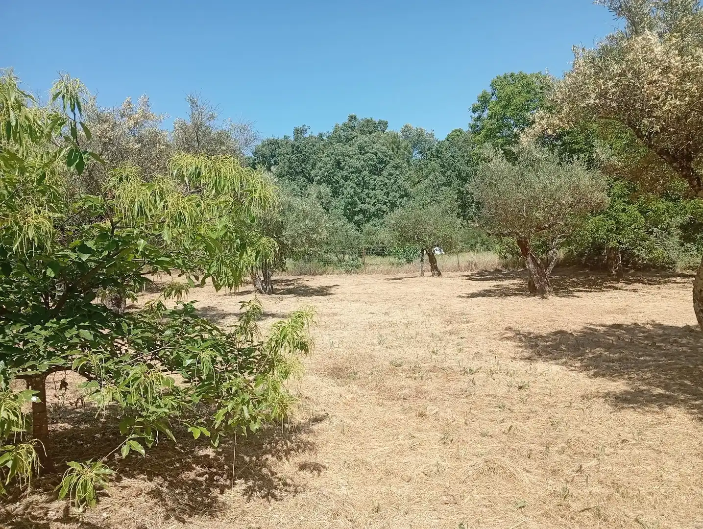 Terreni e lotti in vendita a Villanueva de la Vera, imagen 44