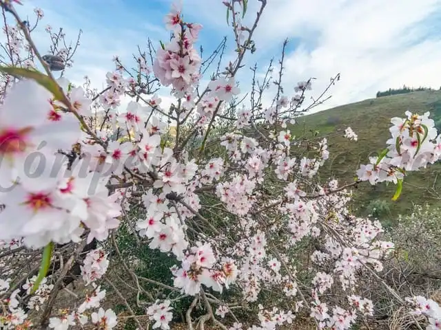 Terreni e lotti in vendita a Árchez, imagen 2