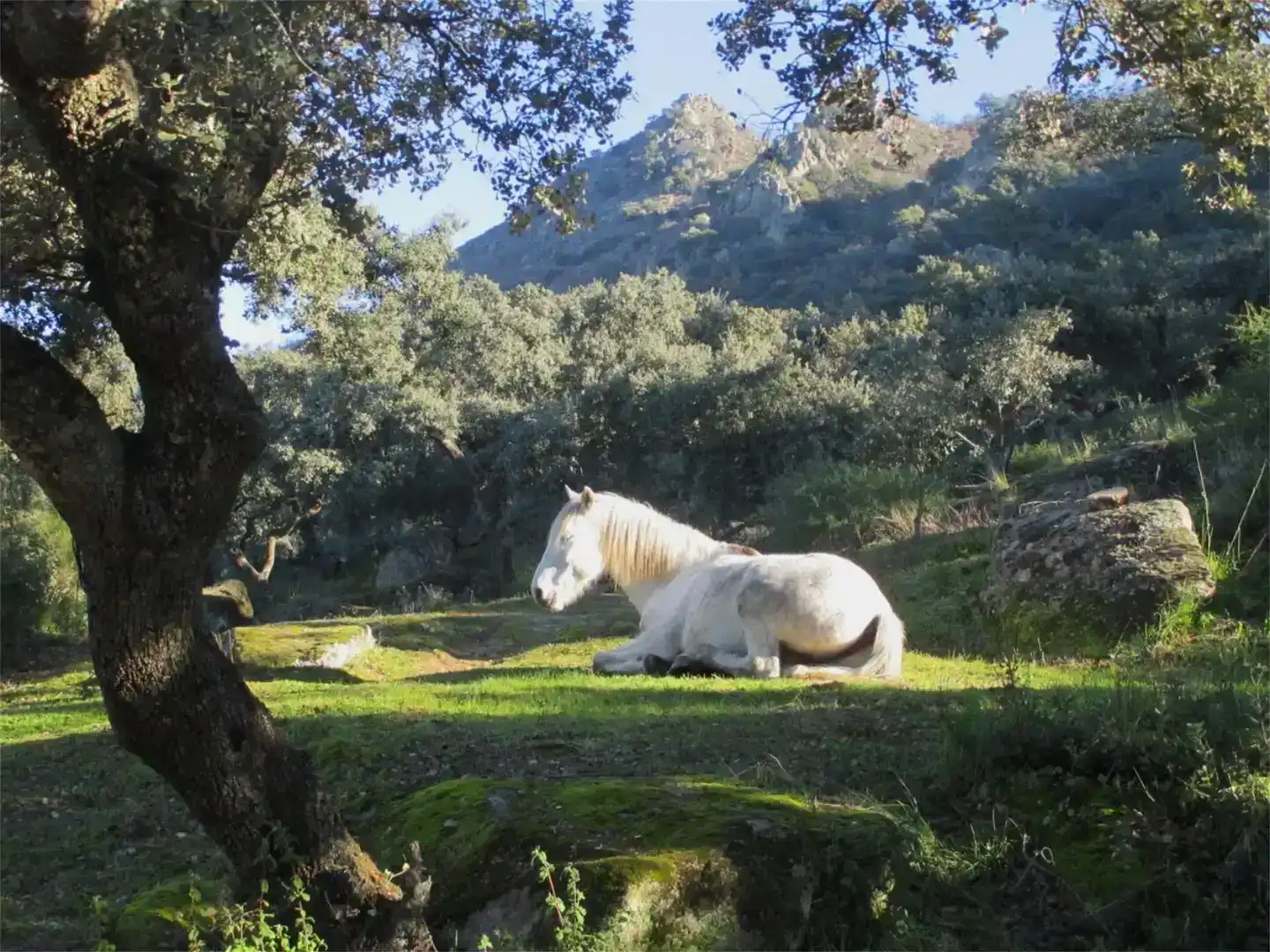 Vista exterior de Casa o chalet en venta en Montánchez con Jardín privado, Piscina y Balcón