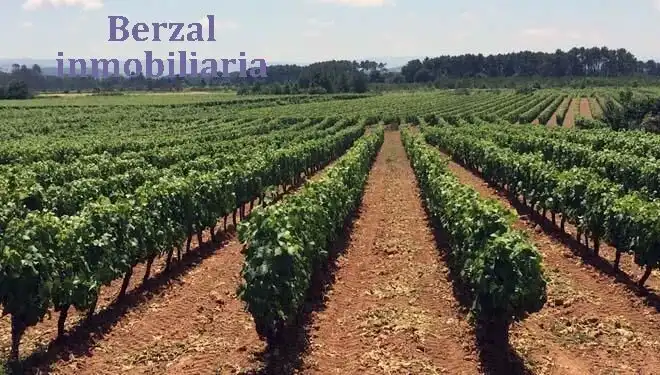 Lands and plots for sale in Carretera A ELCIEGO, imagen 3