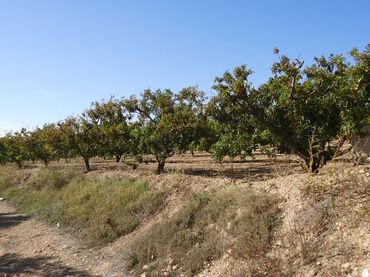 Terreno rustico in vendita a Yecla