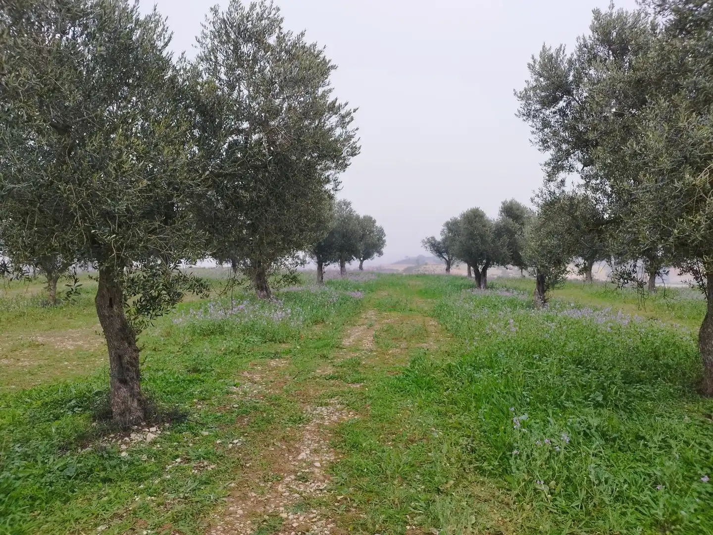 Finca rústica en venta en Aitona