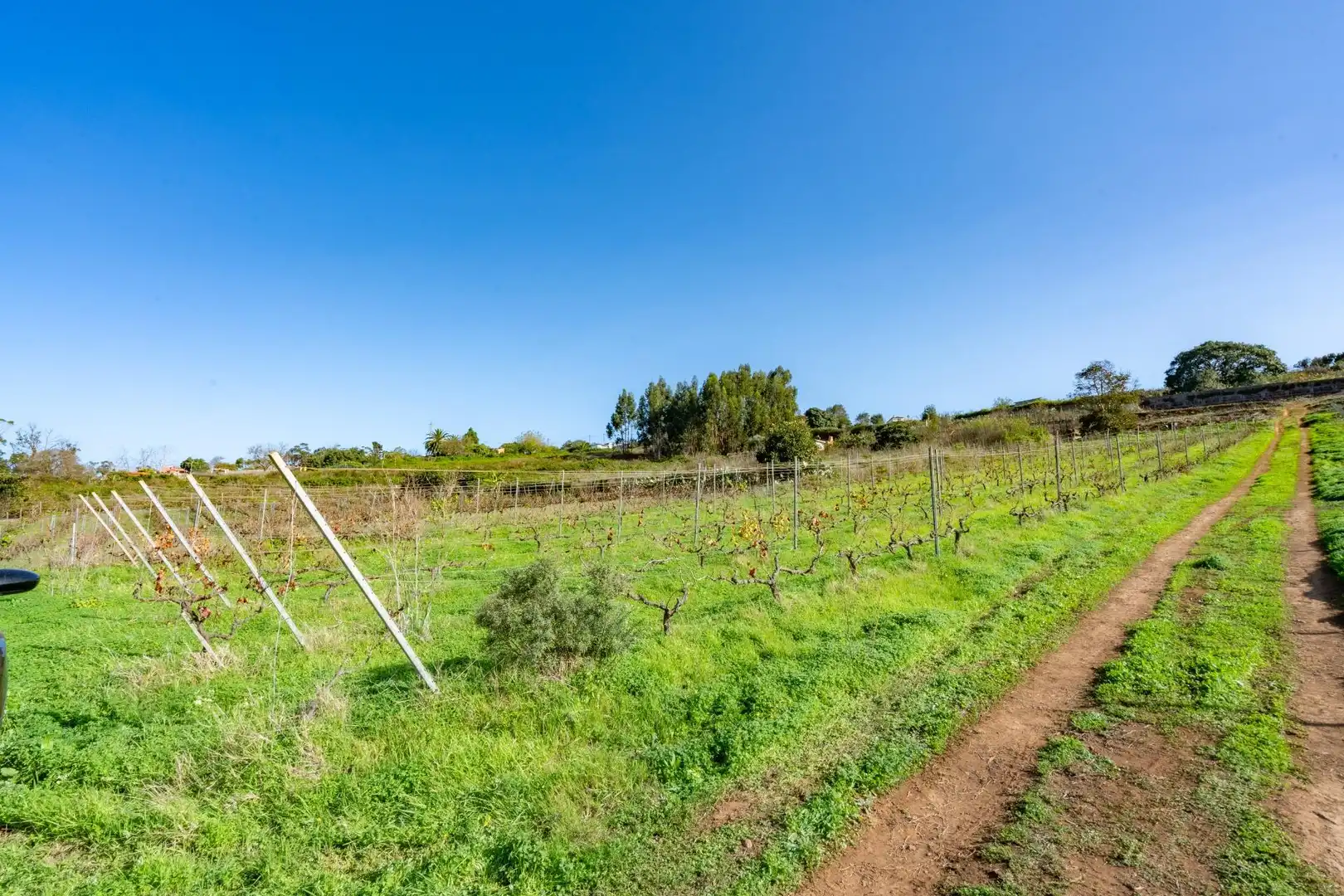 Land for sale in Tacoronte