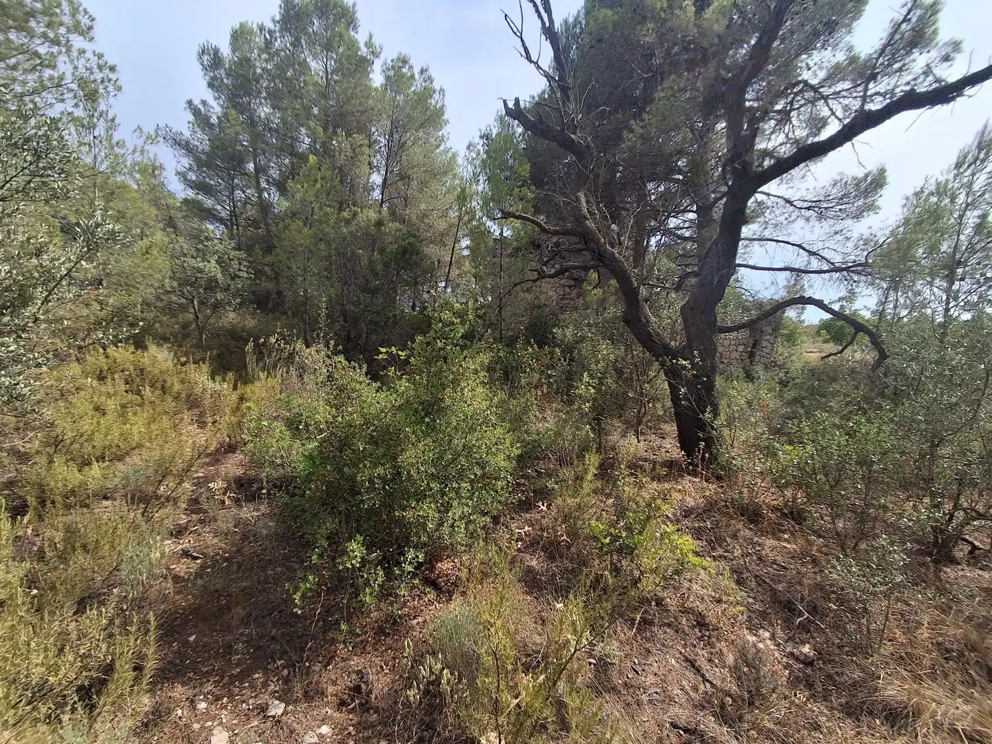 Rural land for sale in Gandesa, imagen 55