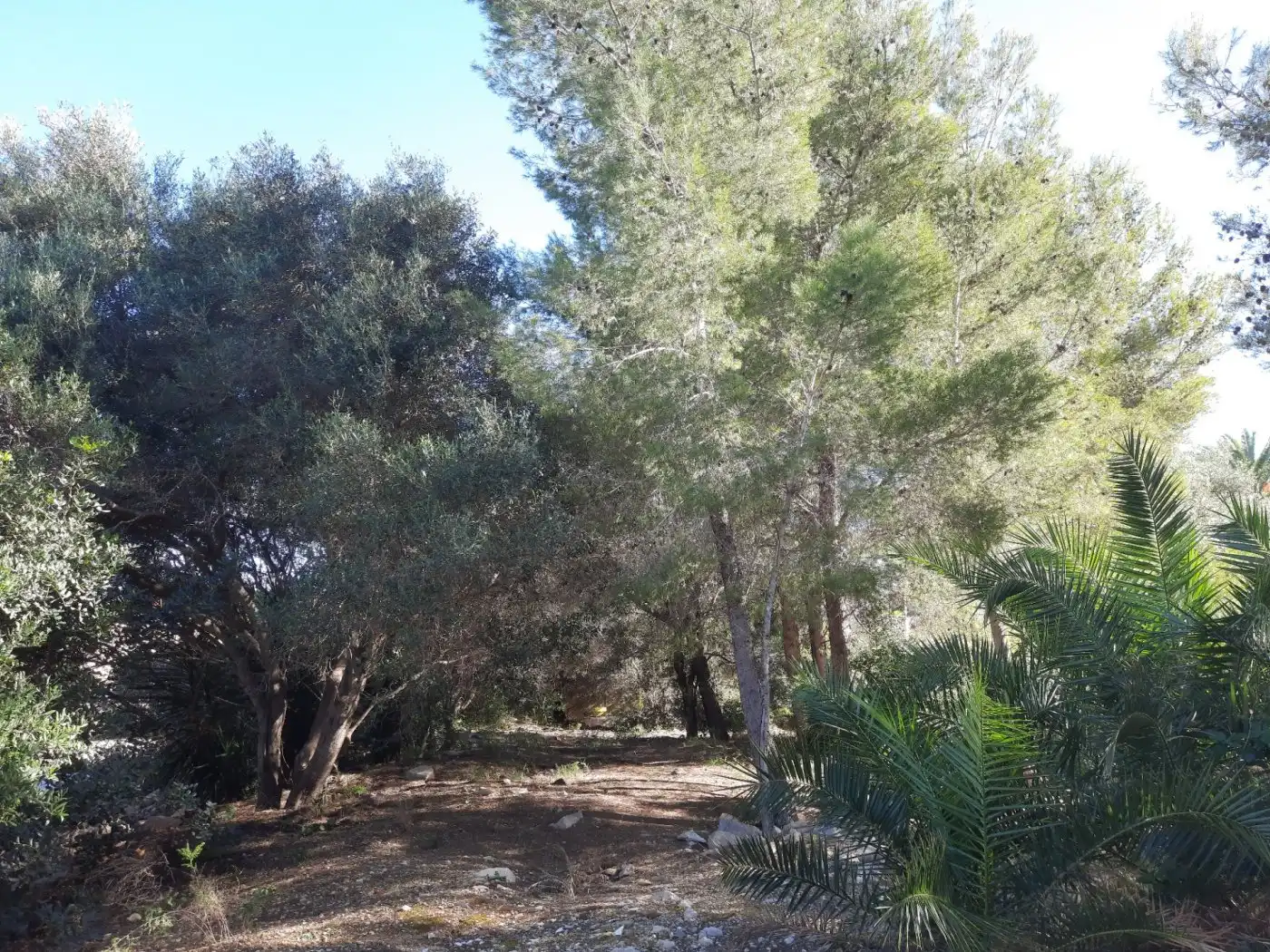 Grundstücke und Bauplätze zum Verkauf in El Montgó, imagen 15