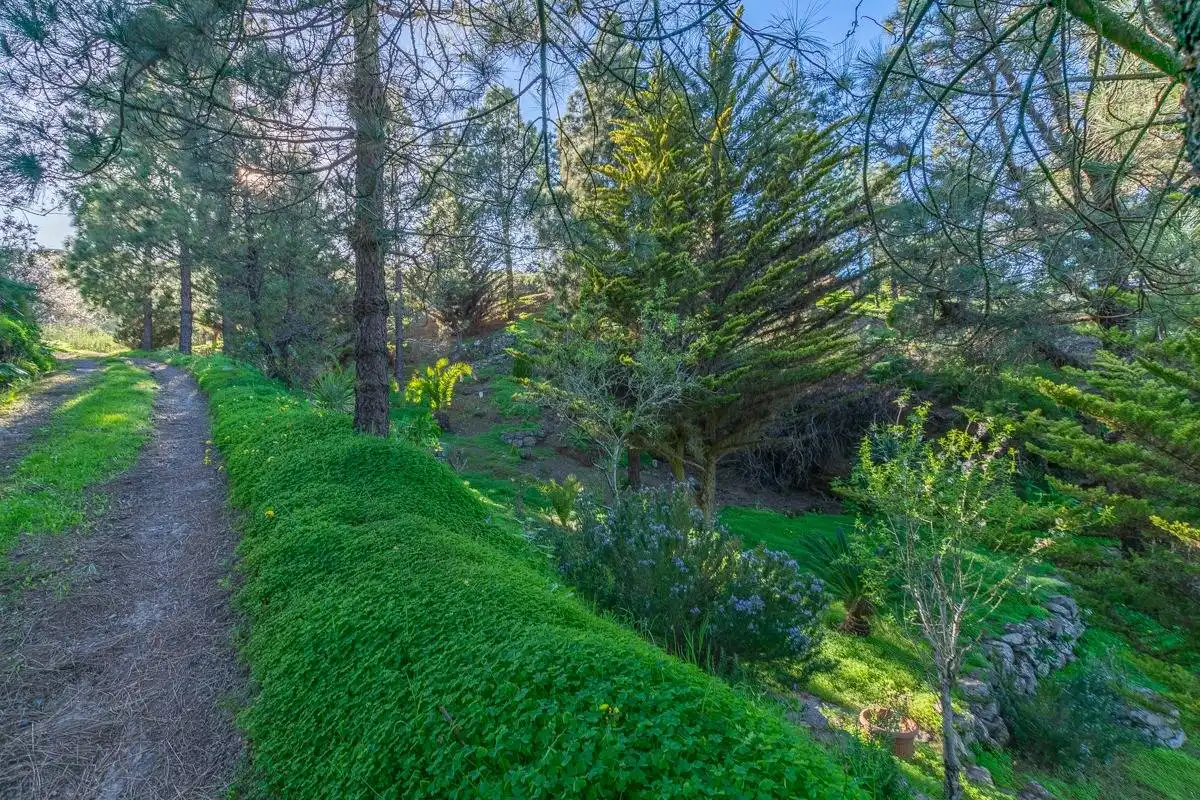 Jardí de Casa o xalet en venda en Telde amb Jardí privat