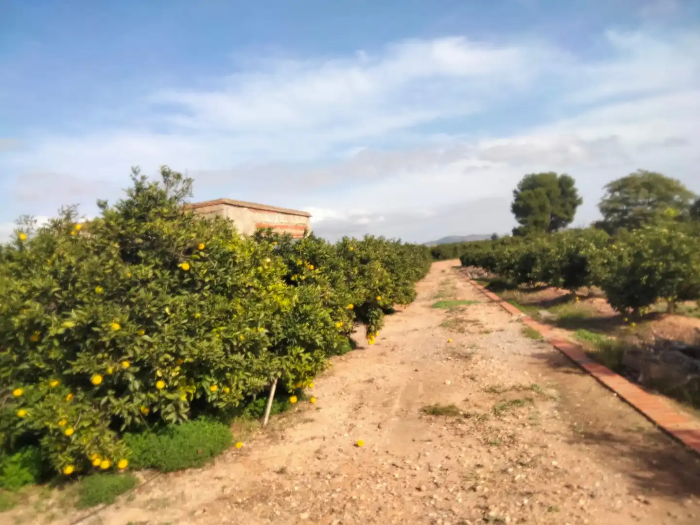Terreno rustico in vendita a Los Pinares - La Masia, imagen 6