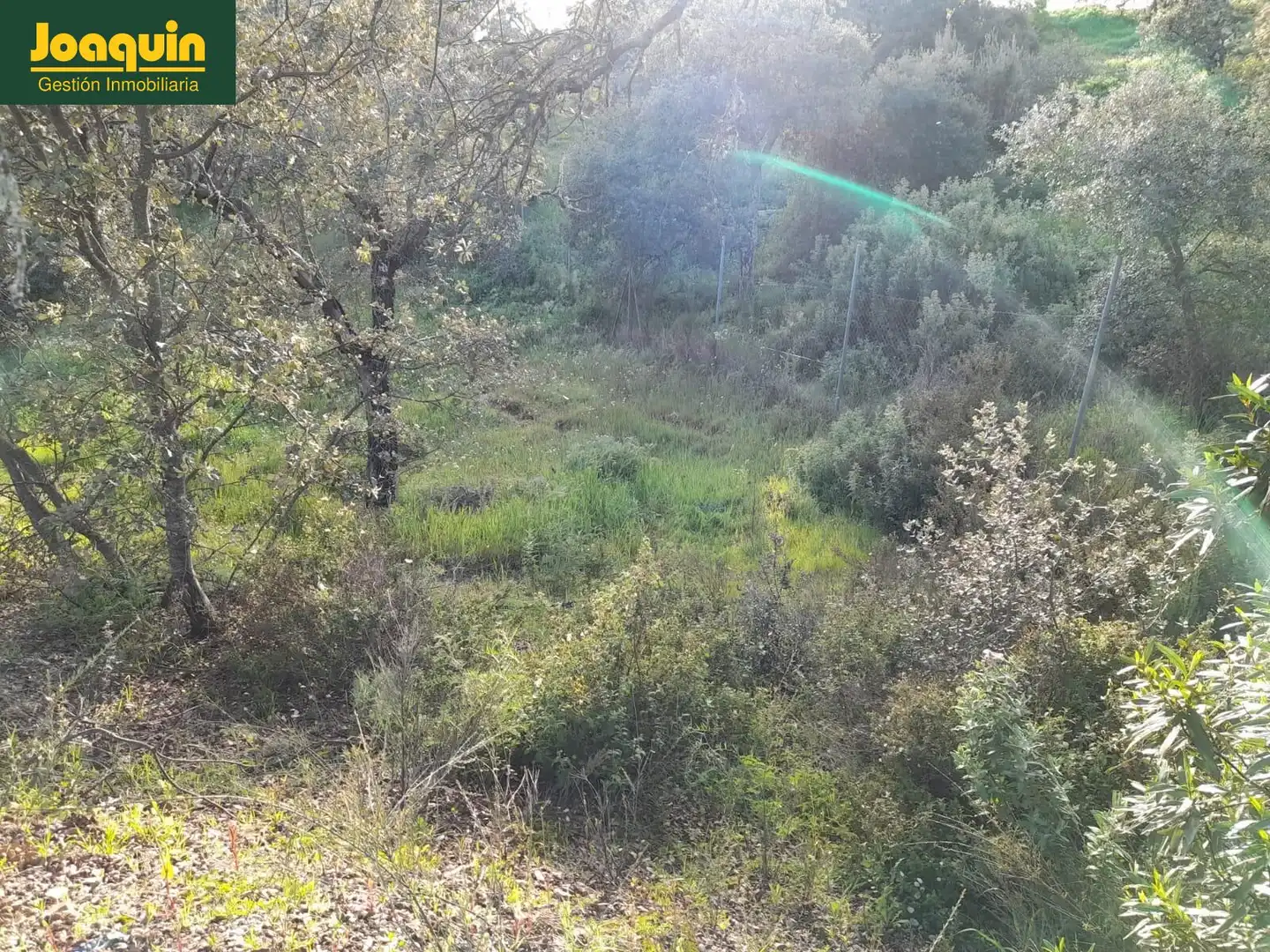 Terreno en venta en Obejo