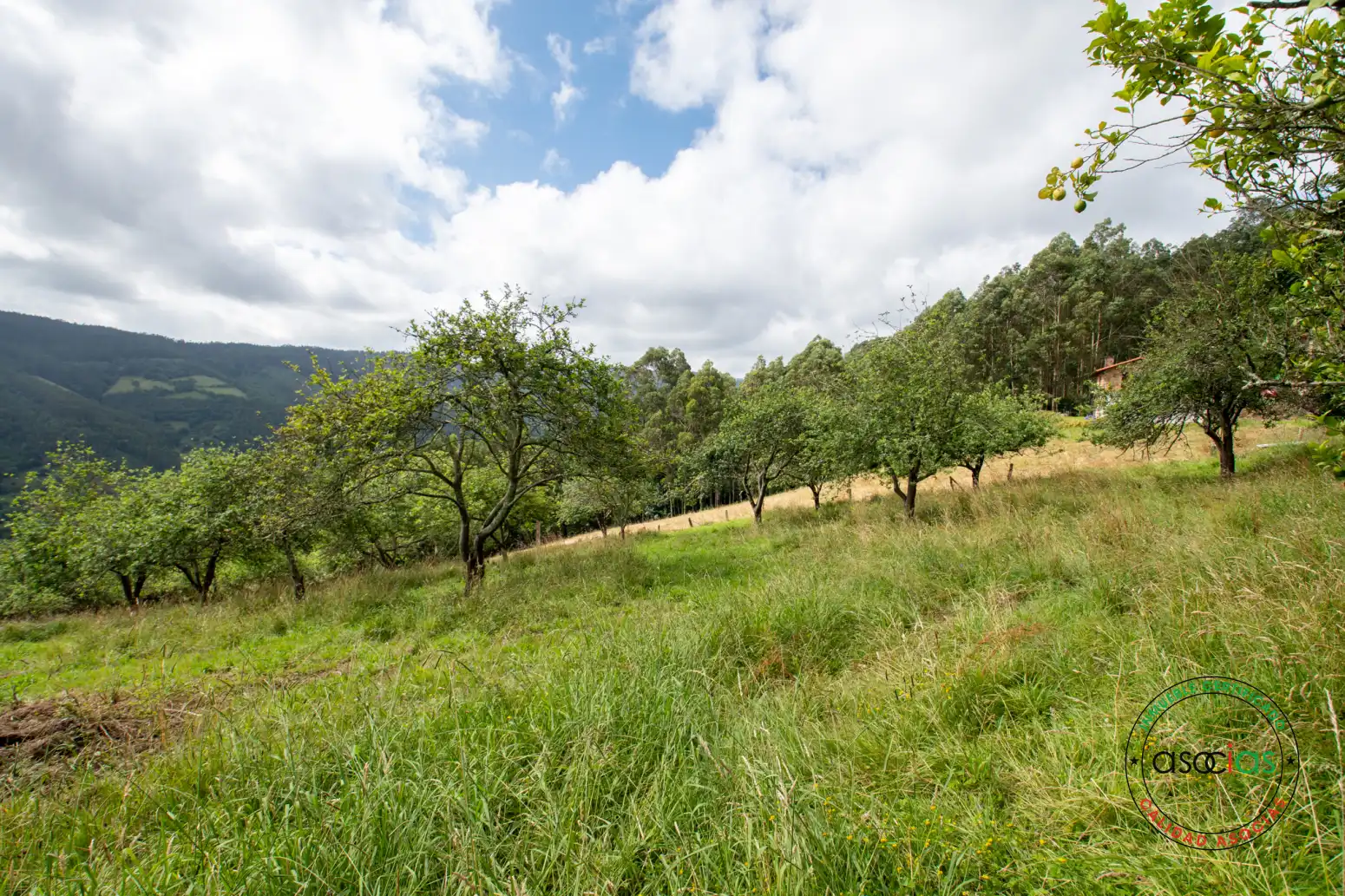 Casa o xalet en venda en Villaviciosa amb Jardí privat i Traster