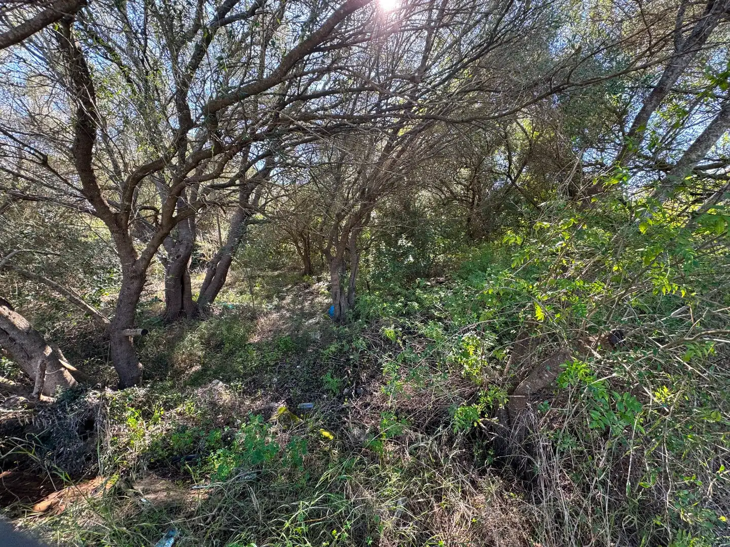 Wohnbaugrundstück zum Verkauf in Sa Pobla, imagen 5