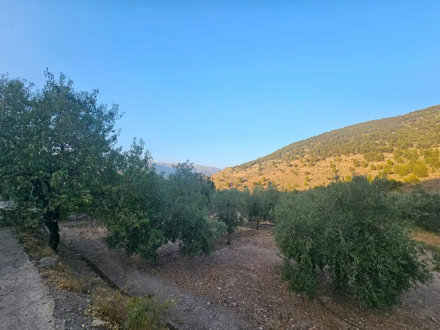 Finca rústica en venda en Fondón