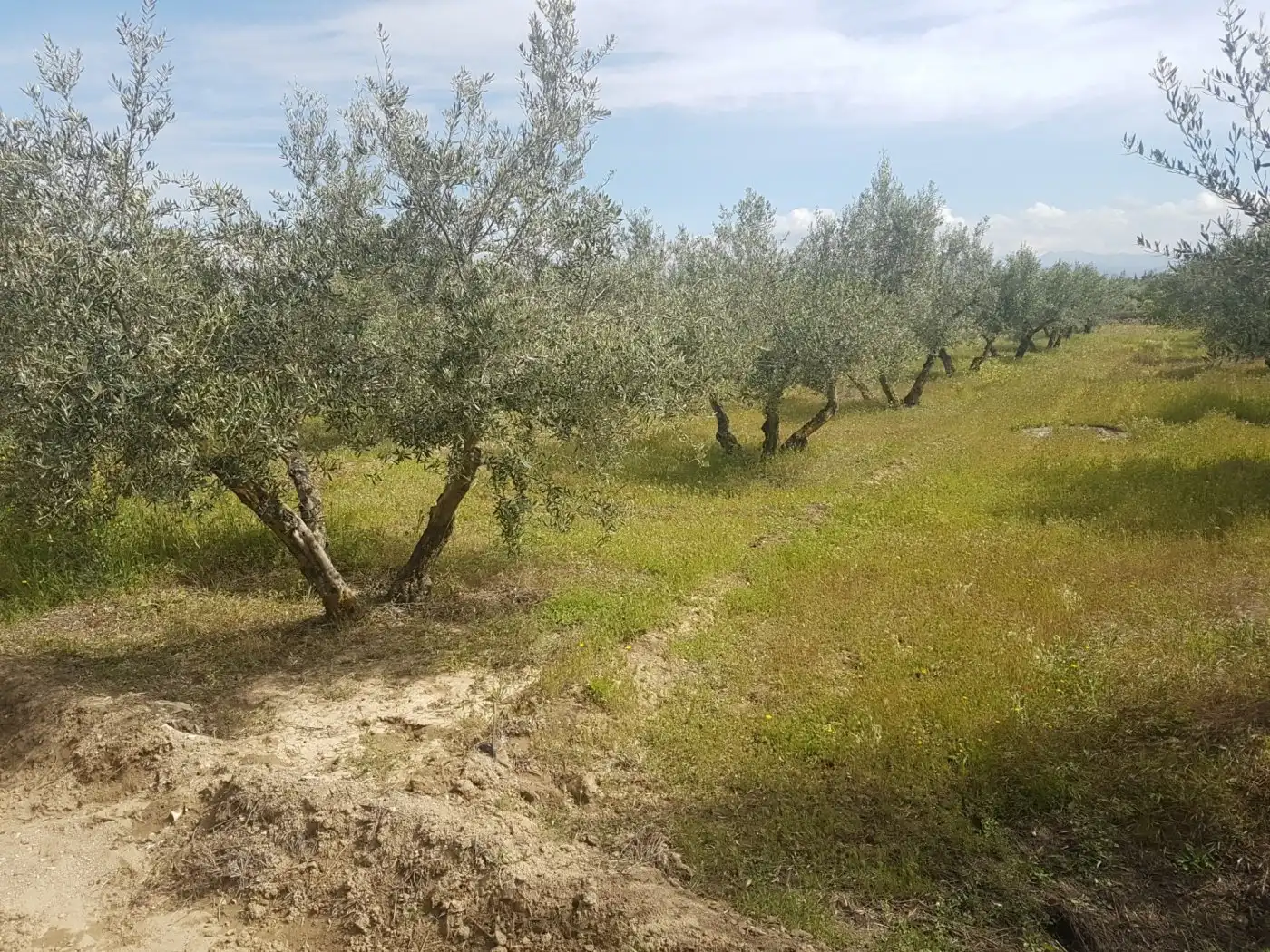 Finca rústica en venda en Villa de Otura