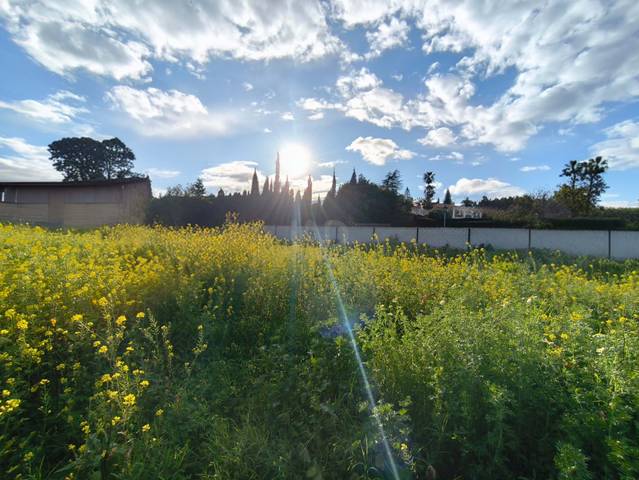 Terreno residencial en Venta en Cortijo de Maza - Finca Monsalvez - El Olivar