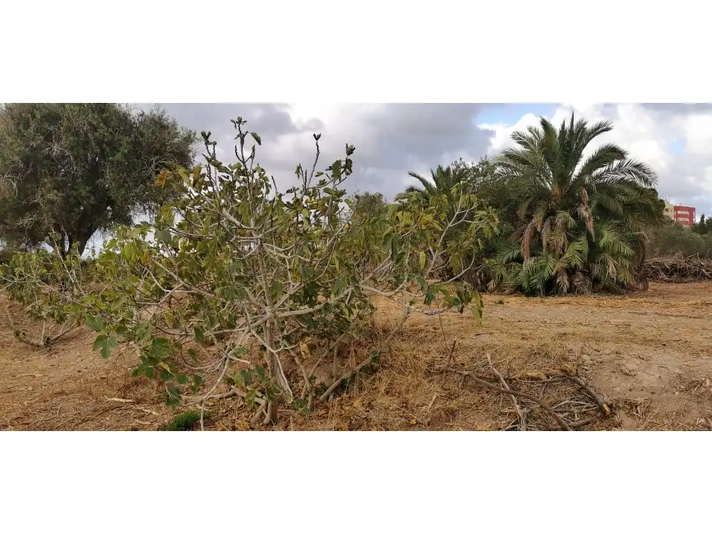 Terreno residencial en venta en La Marina, imagen 3