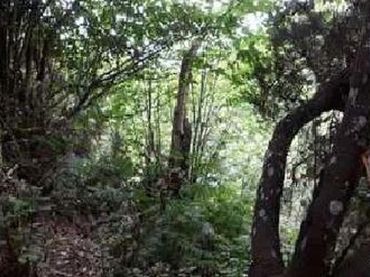 Terreny rústic en venda a Breña Alta