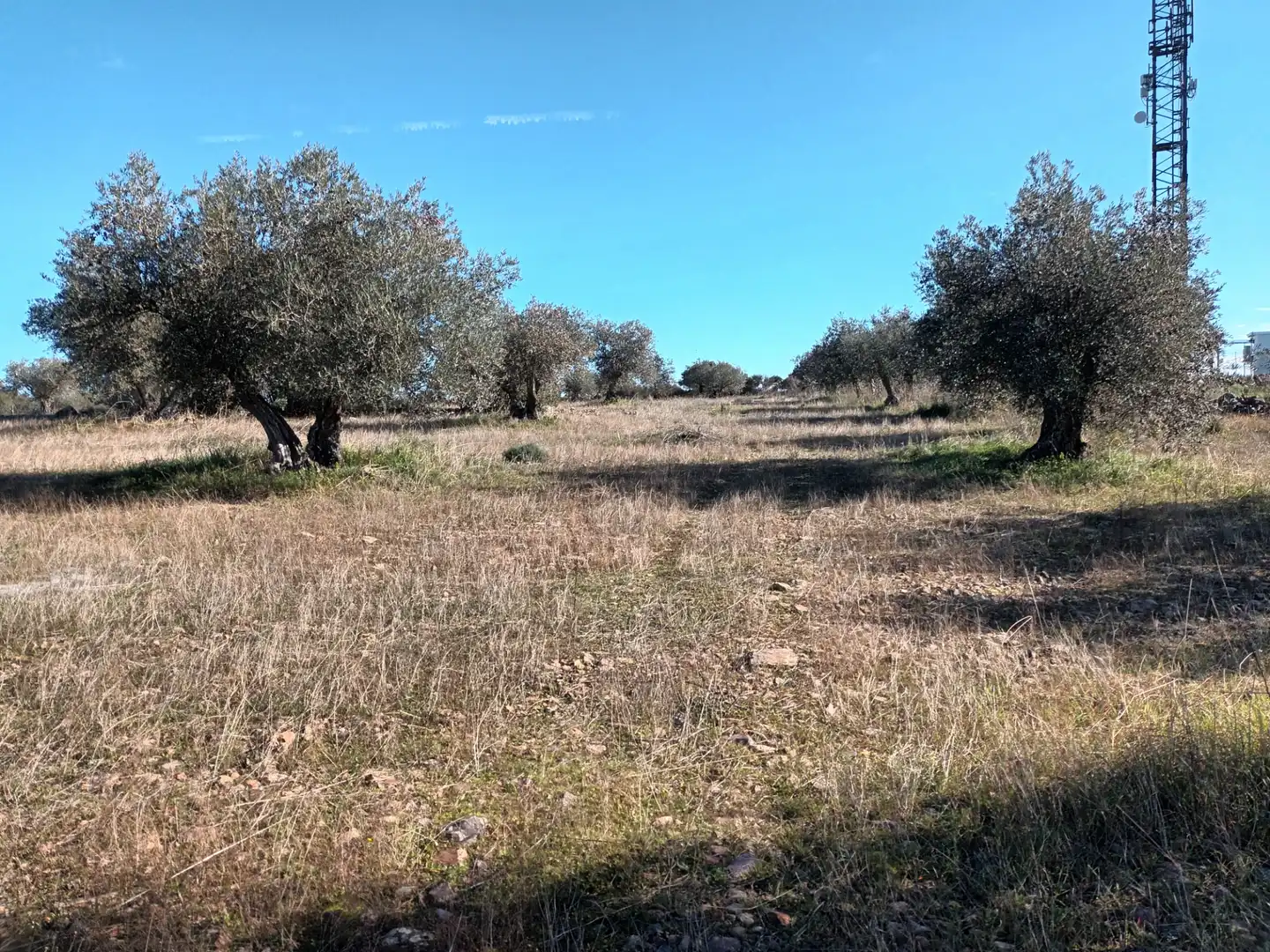 Terreny rústic en venda a Alcolea de Calatrava, imagen 6