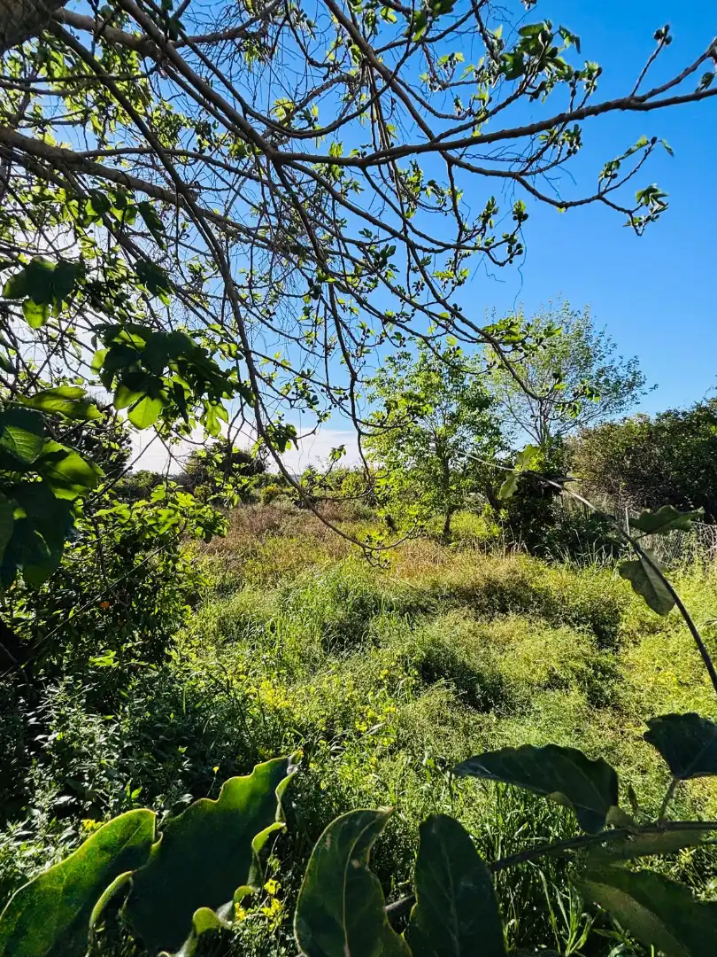 Terreny rústic en venda a Pedanías Este, imagen 3